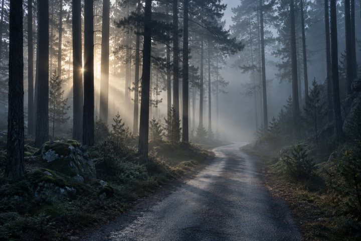 A road through a misty pine forest at dawn